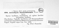 Ascochyta bacteriiformis image